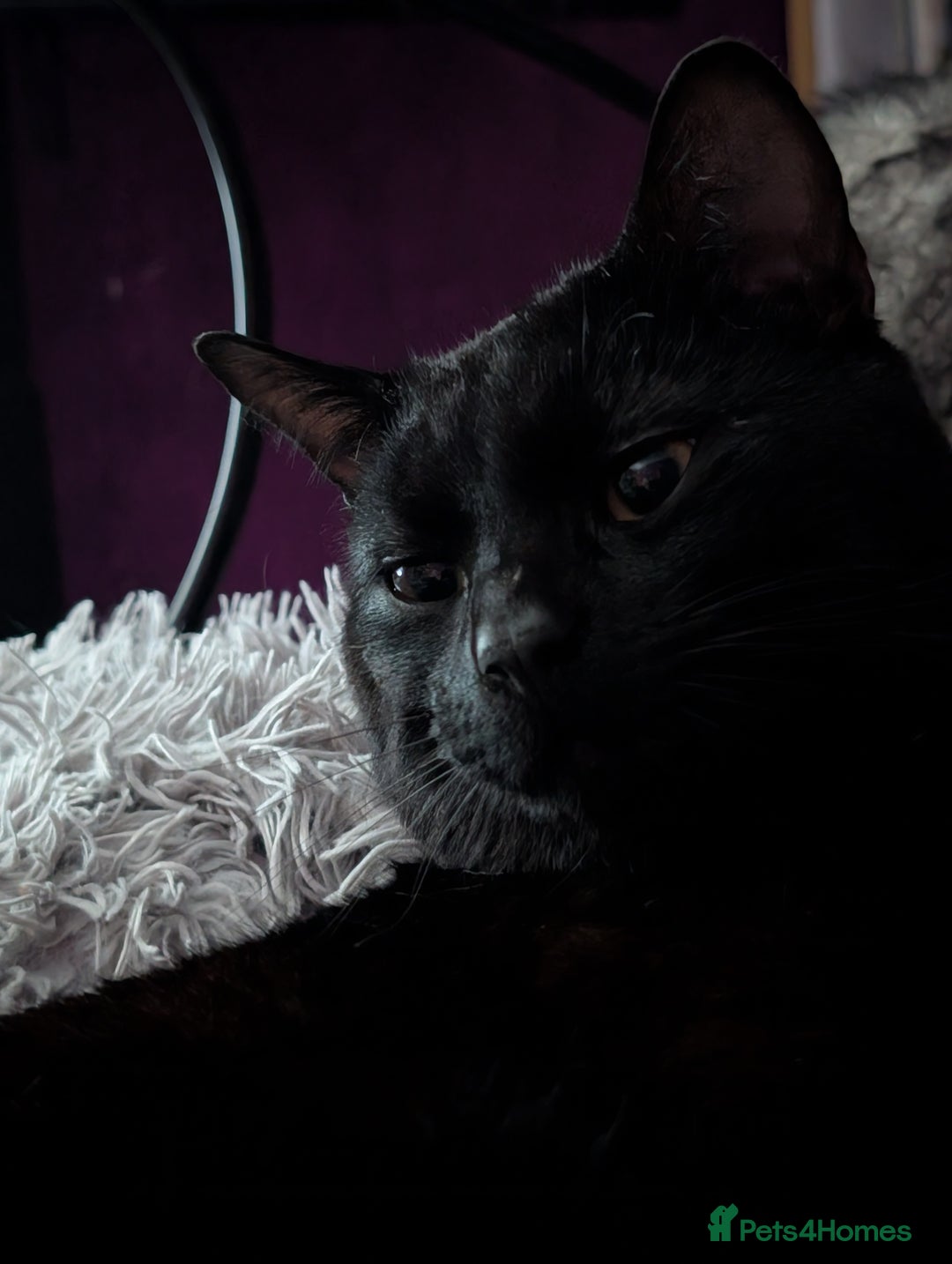 Bombay cats for sale: BLACK BOMBAY FEMALE - Image 5