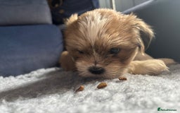 Lhasa Apso dogs for sale: Lhasa Apso Puppies – Tiny Tails, Big Hearts! - Image 16