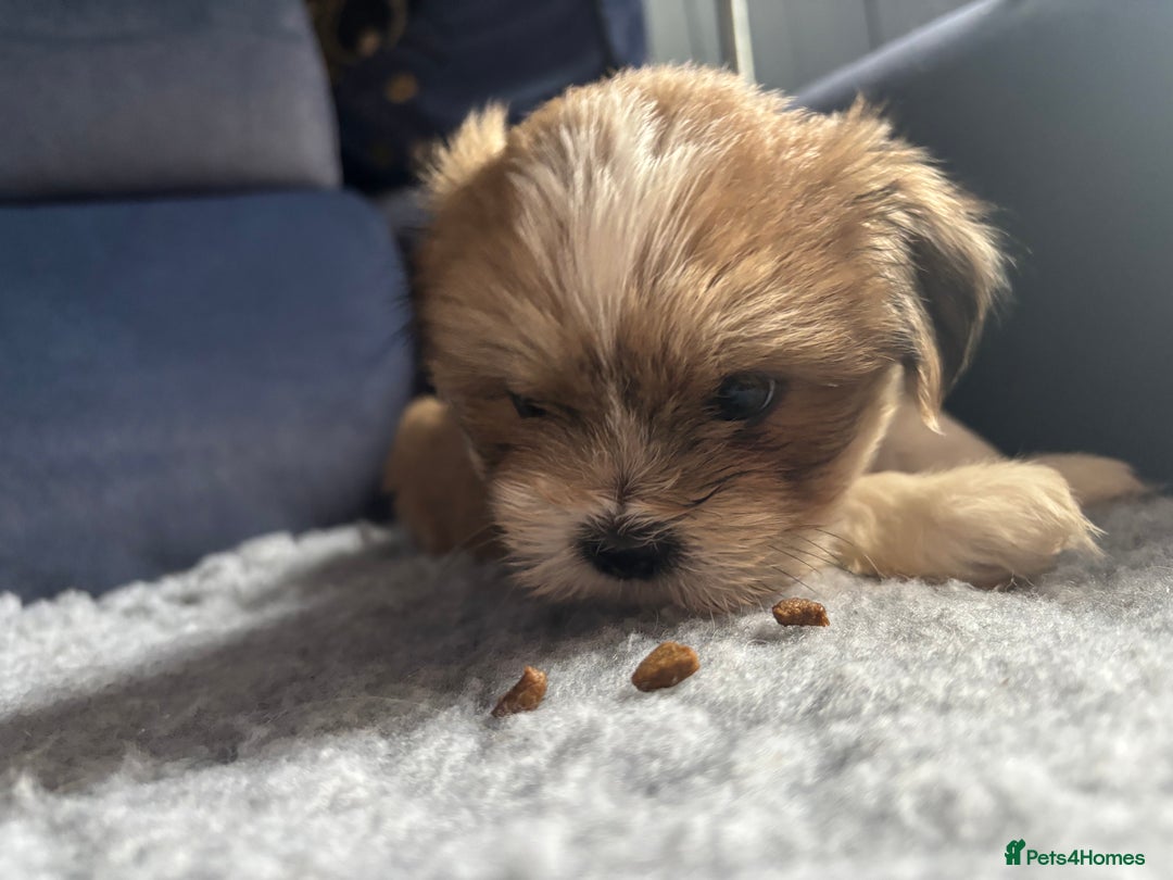 Lhasa Apso dogs for sale: Lhasa Apso Puppies – Tiny Tails, Big Hearts! - Image 16