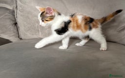 Domestic Shorthair cats for sale: Chloe and Zoe - Image 6