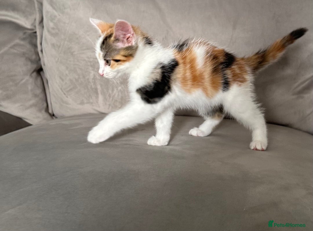Domestic Shorthair cats for sale: Chloe and Zoe - Image 6
