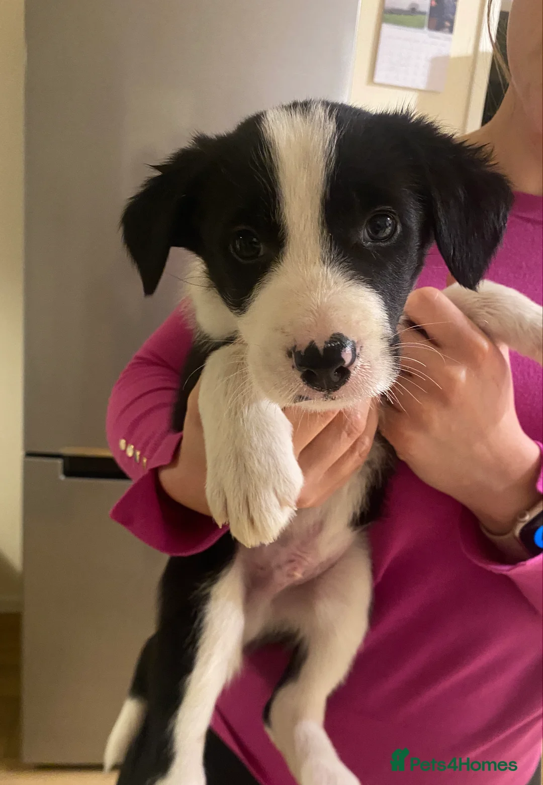 Border Collie dogs for sale: 1 male border collie in Llansantffraid - Advert 2