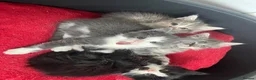 Mixed Breed cats for sale: Friendly, Playful Kittens - Advert 1