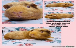 Guinea Pig rodents for sale: Female Guineapigs pair - Image 8
