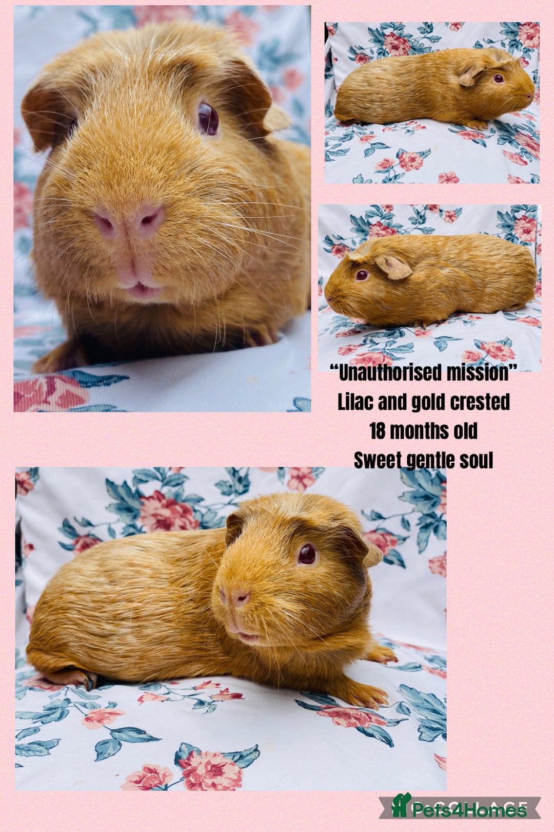 Guinea Pig rodents for sale: Female Guineapigs pair - Image 8