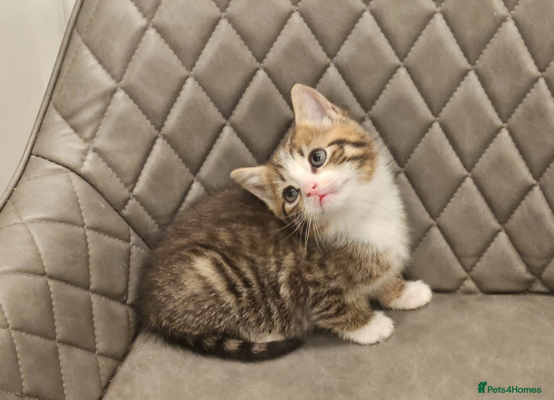 Mixed Breed cats for sale: Beautiful mixed Bengal kitten - Advert 2