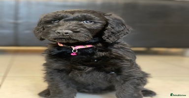 Goldendoodle dogs - Advert 3