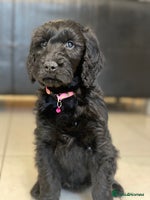 Goldendoodle dogs - Advert 3