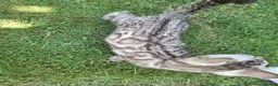 Bengal cats for sale: **Last Snow Lynx Bengal Kitten** TICA - Advert 27