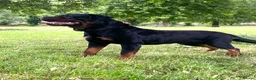 Rottweiler dogs for stud: Kc Registered Rottweiler STUD ONLY !! in Birmingham - Advert 4