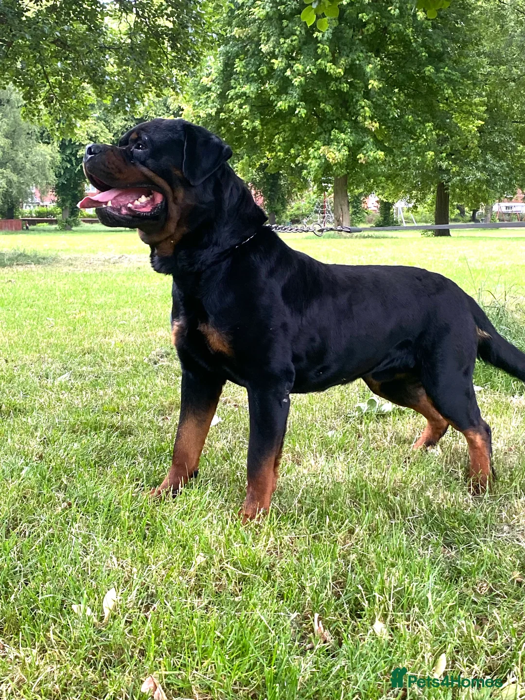 Rottweiler dogs for stud: Kc Registered Rottweiler STUD ONLY !! in Birmingham - Advert 4