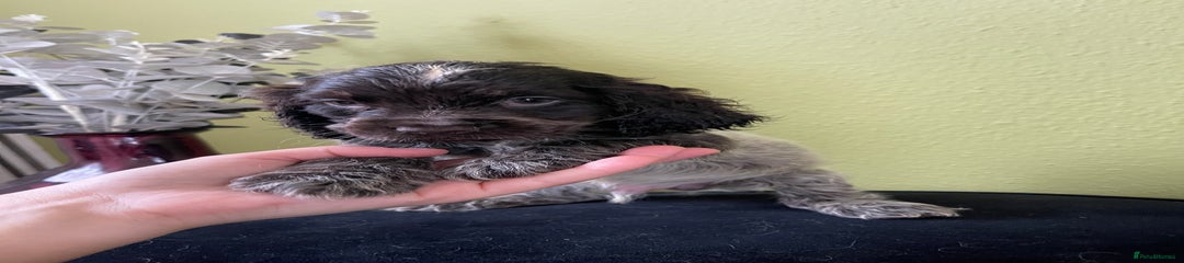 Chocolate Roan 