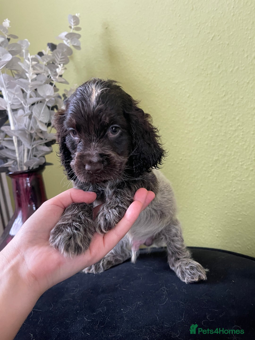 Cocker Spaniel dogs for sale: KC Show Chocolate Roan Boy! - ready 5th October!! - Image 4