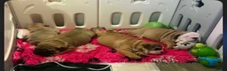 English Bulldog dogs for sale: Quality English bulldogs - Advert 9