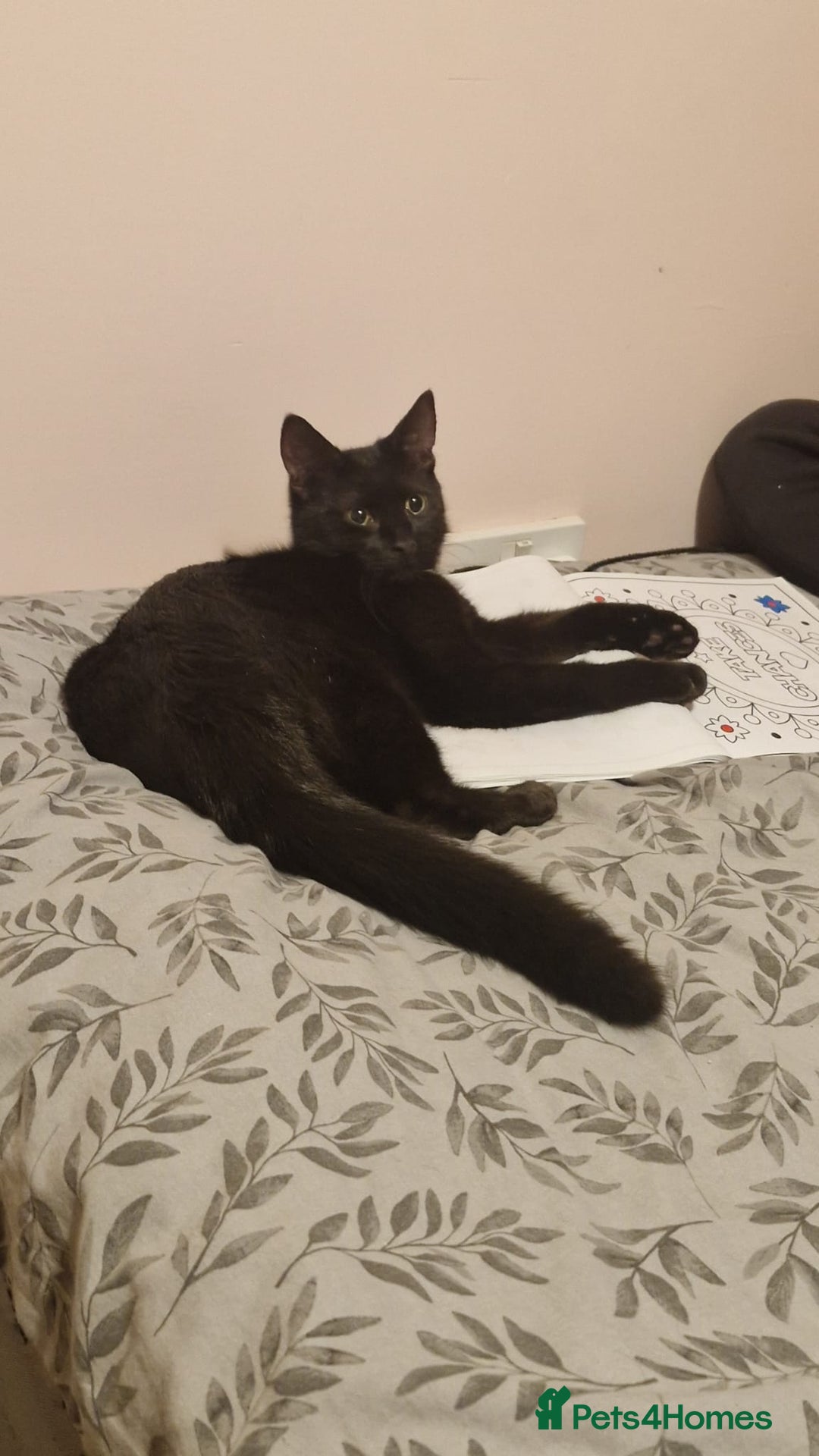 Mixed Breed cats for sale: 2 cats  - Advert 4