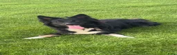 Border Collie dogs for sale: Border Collie Puppy’s litter of 6 gorgeous pups.  - Advert 15