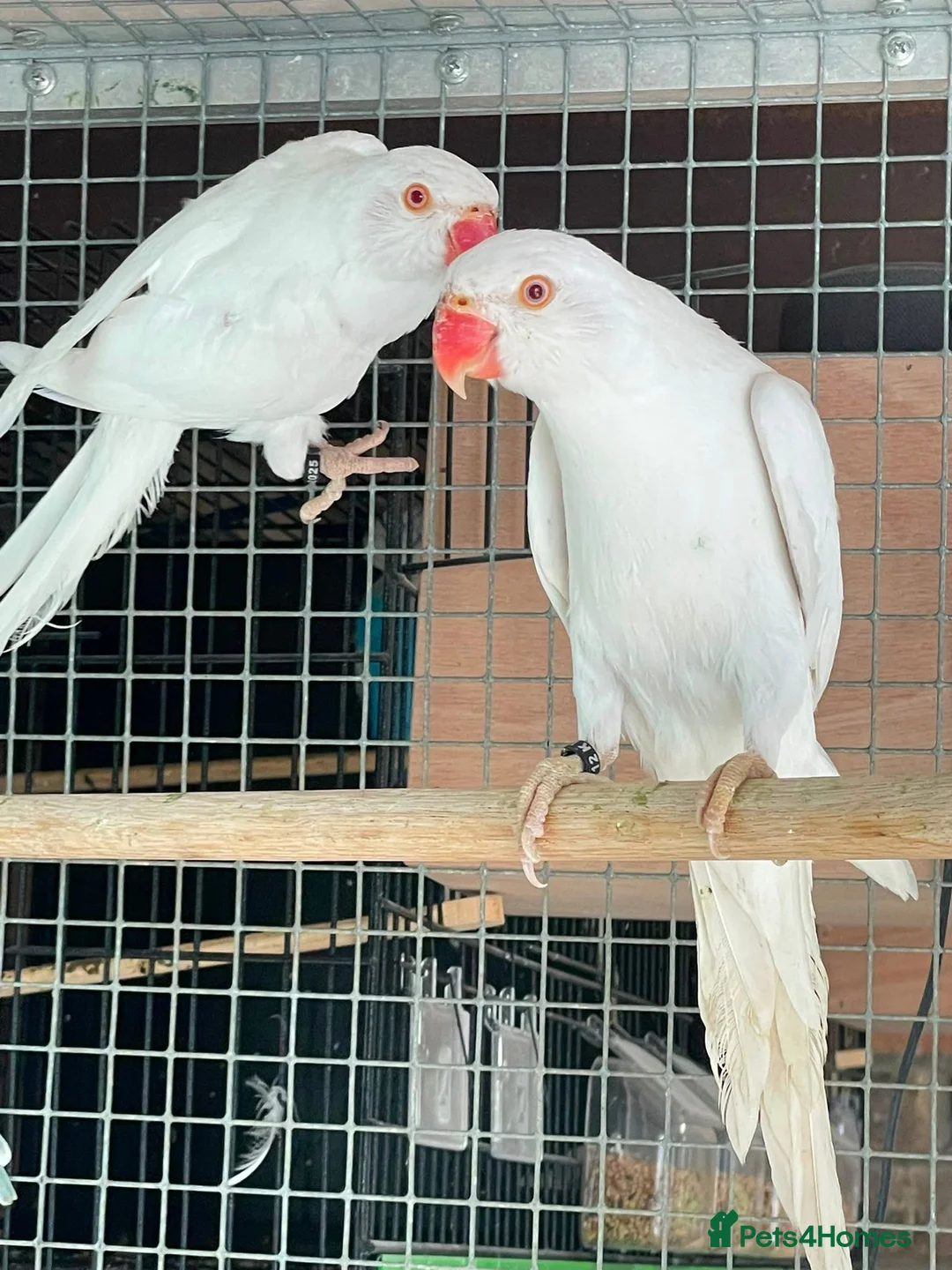 Ringnecks birds for sale: Stunning Ring necks  in Sleaford - Advert 3