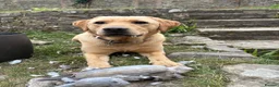 Labrador Retriever dogs for sale: Kc reg health tested Labrador pups  in Bideford - Advert 22