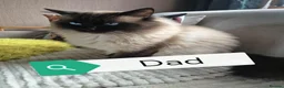 Ragdoll cats for sale: Ragdoll  - Advert 26