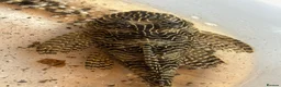 Plecos fish for sale: Queen Arabesque adult female plecos - Advert 1