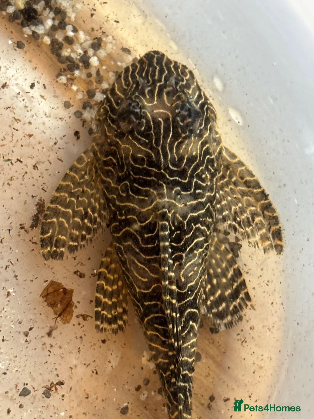 Plecos fish for sale: Queen Arabesque adult female plecos - Advert 1