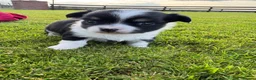 Chihuahua dogs for sale: Gorgeous Chihuahua Puppies – 1 Boy & 1 Girl  - Advert 5