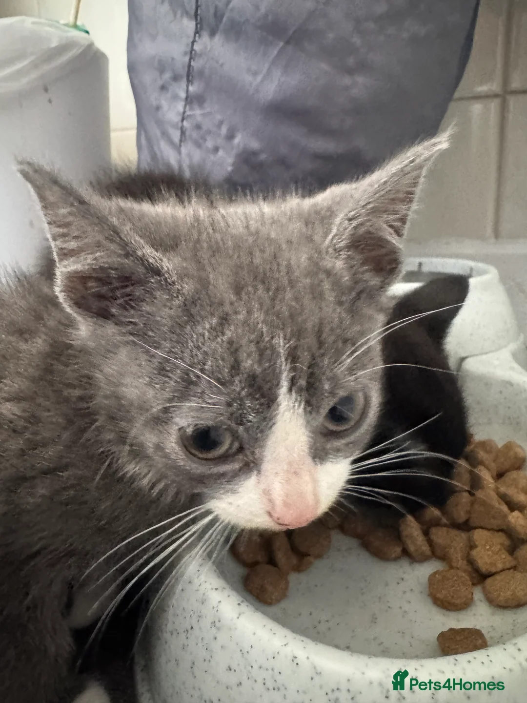 Mixed Breed cats for sale: All beautiful male kittens - Advert 9