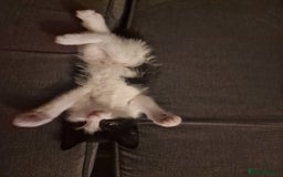 Mixed Breed cats for sale: 5 Gorgeous Tuxedo Kittens - Image 9
