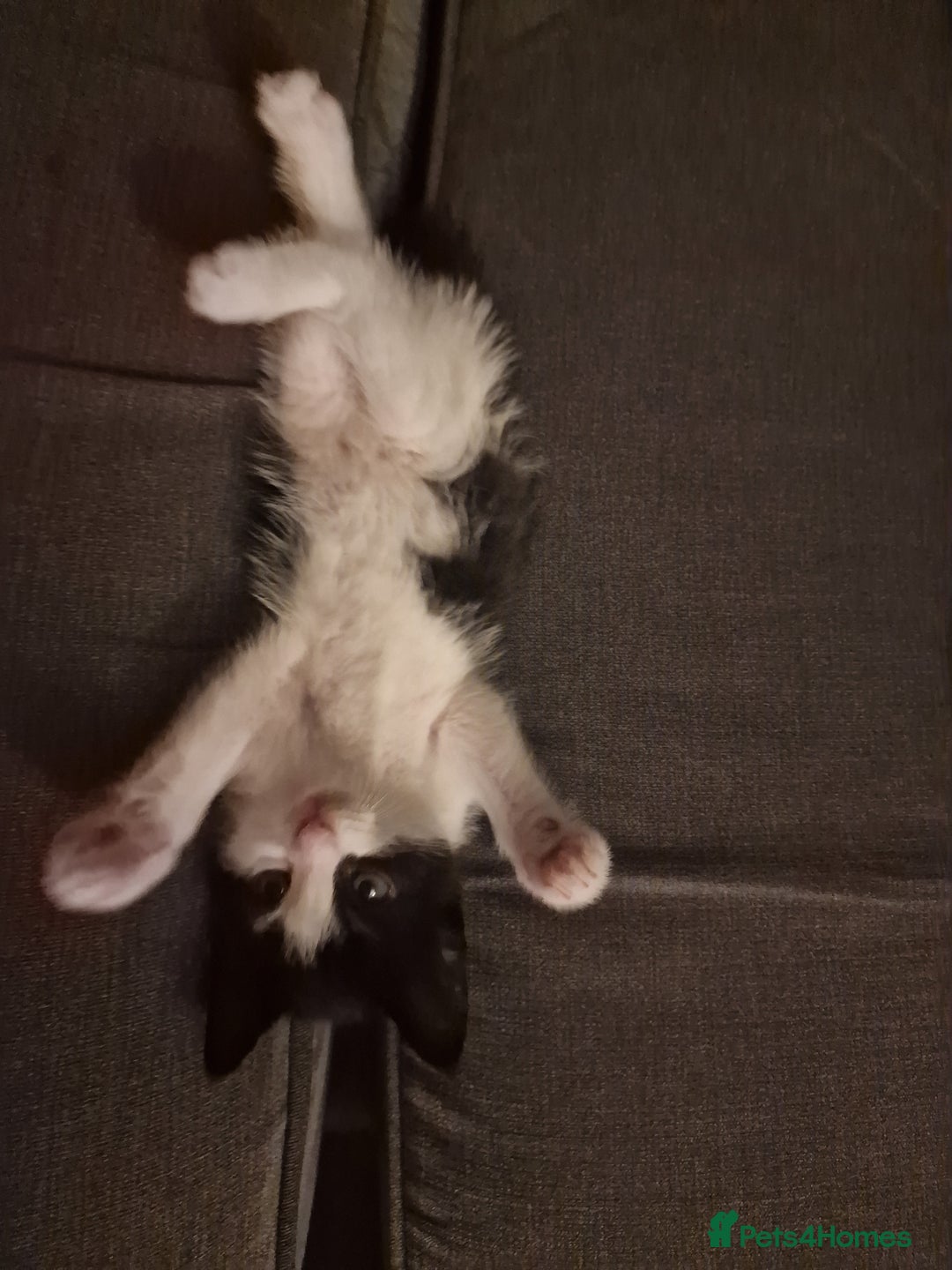 Mixed Breed cats for sale: 5 Gorgeous Tuxedo Kittens - Image 9