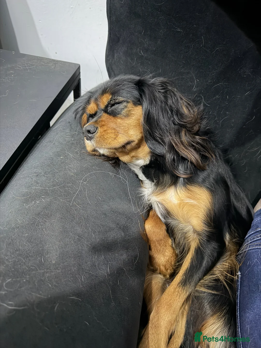 Cavalier King Charles Spaniel dogs for sale: An awesome home is needed for my girl - Advert 1