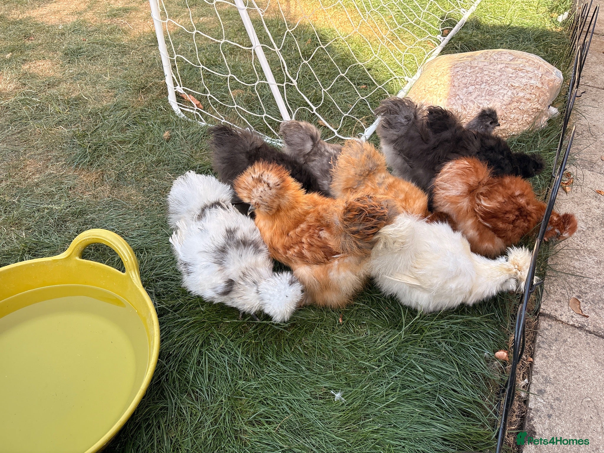 Chickens poultry Unsexed USA silkie growers  - Advert 2