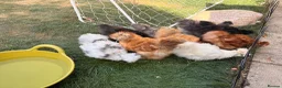 Chickens poultry for sale: Unsexed USA silkie growers  - Advert 1