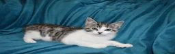 Mixed Breed cats for sale: 6 Gorgeous kittens for sale - Advert 7