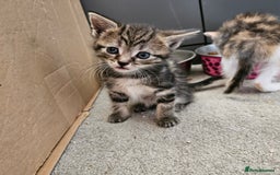 Domestic Shorthair cats for sale: 4 Gorgeous Kittens  - Image 6