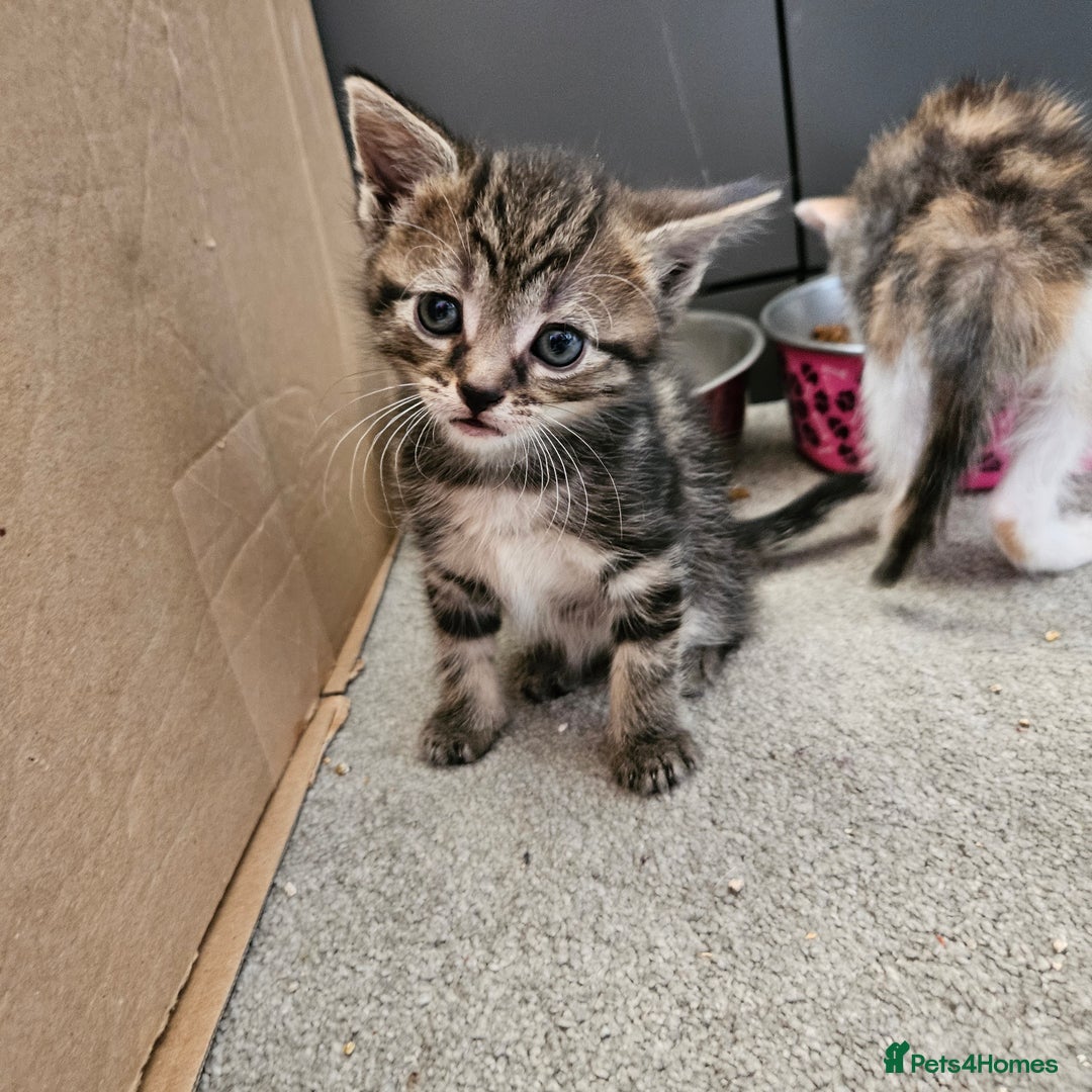 Domestic Shorthair cats for sale: 4 Gorgeous Kittens  - Image 6