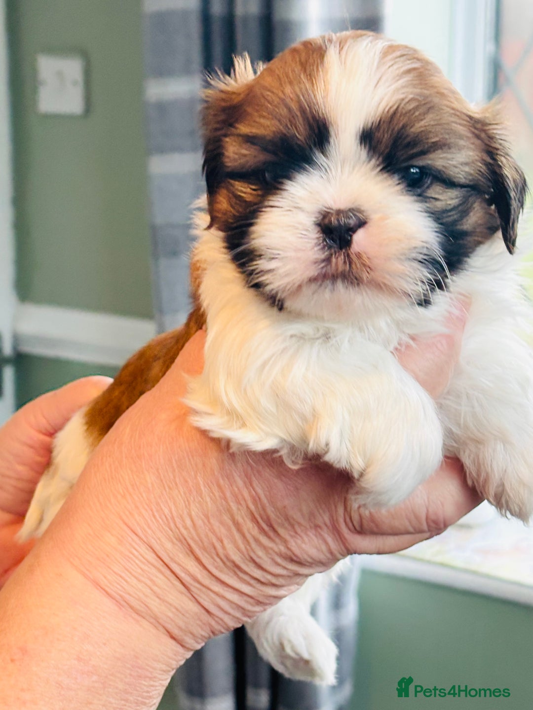 Shih Tzu dogs for sale: Kc reg adorable girls  - Advert 11