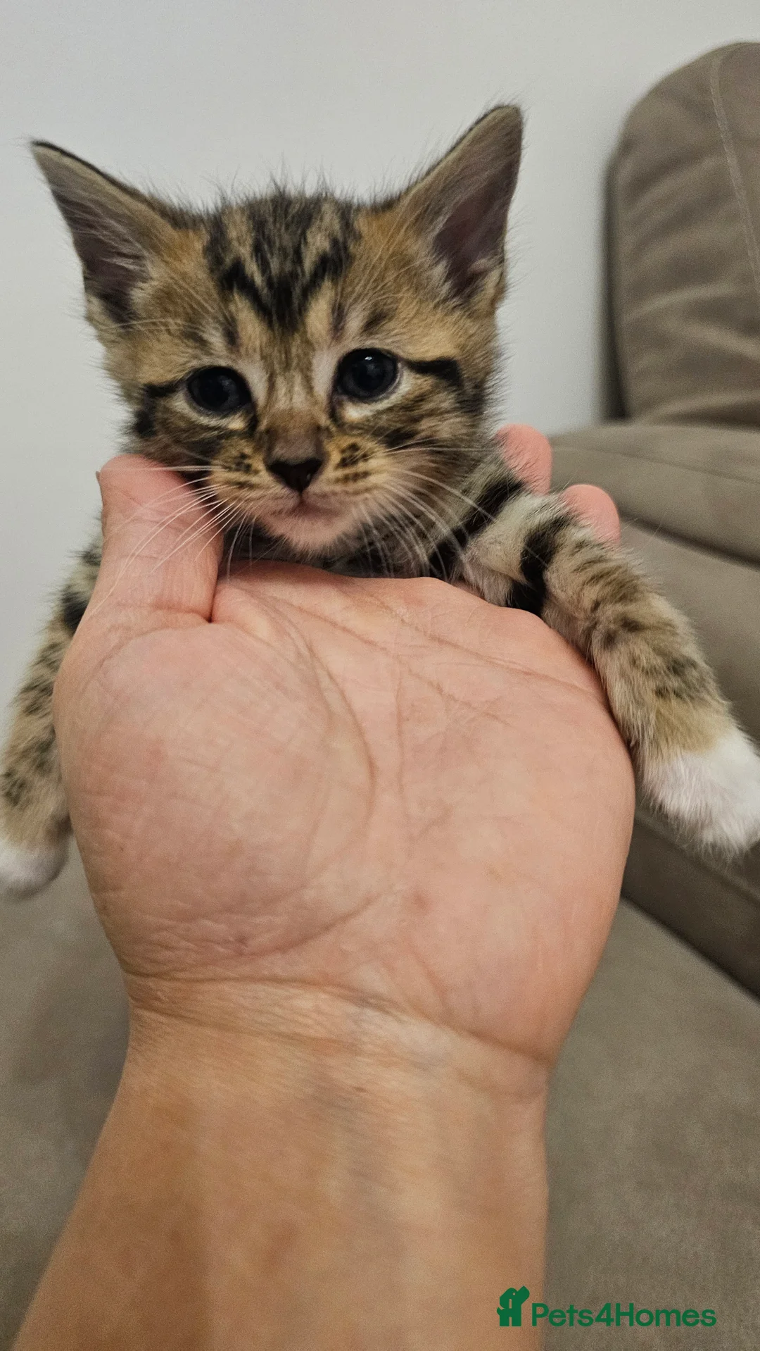 Bengal cats for sale: Bengal kittens - Advert 24