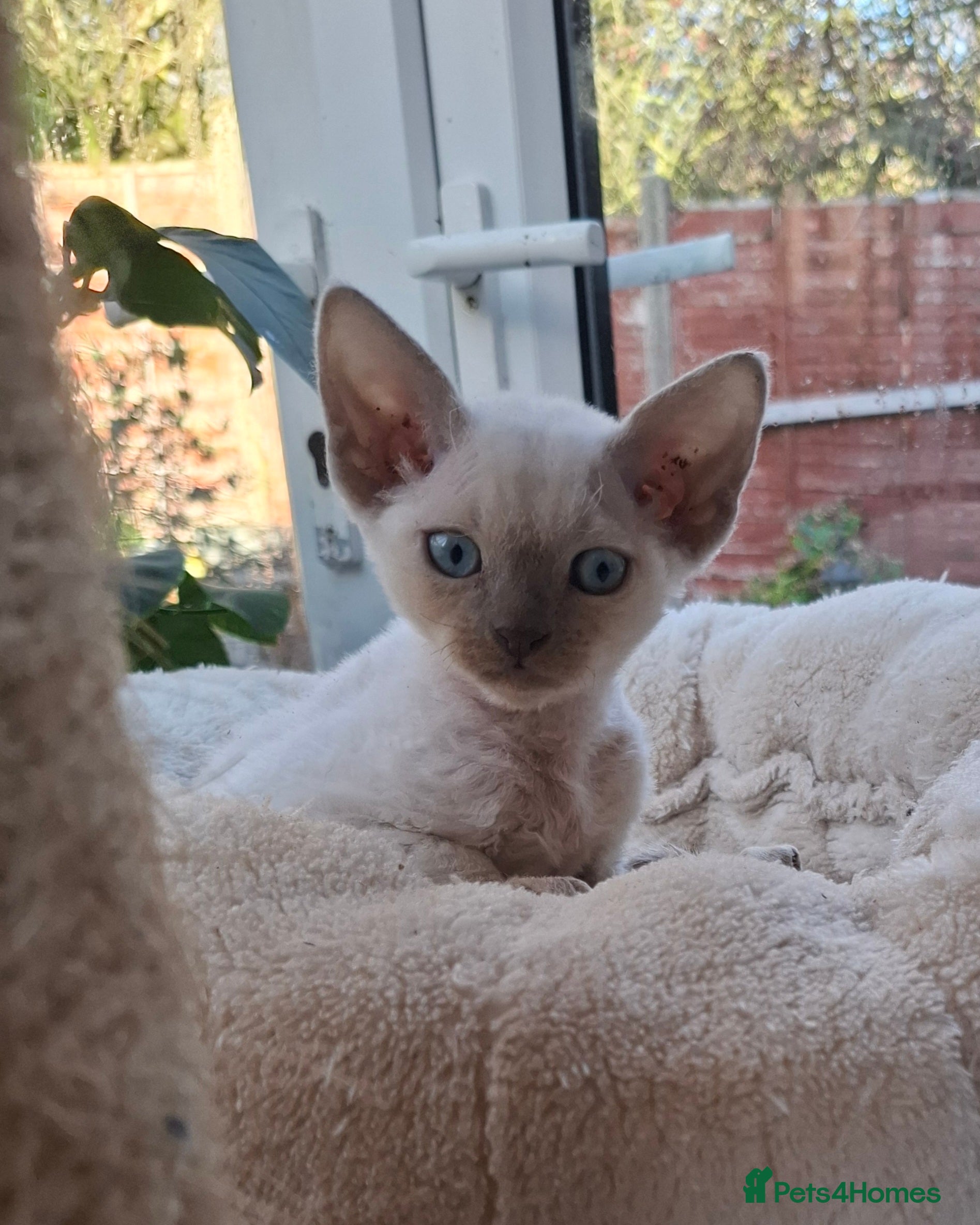 Devon Rex cats Devon Rex gorgeous kittens  - Advert 3