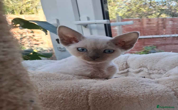 Devon Rex cats Devon Rex gorgeous kittens  - Advert 5