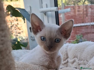 Devon Rex cats Devon Rex gorgeous kittens - Advert 2