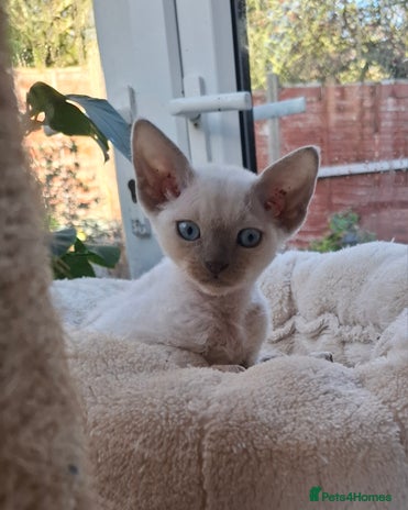 Devon Rex cats Devon Rex gorgeous kittens - Advert 2