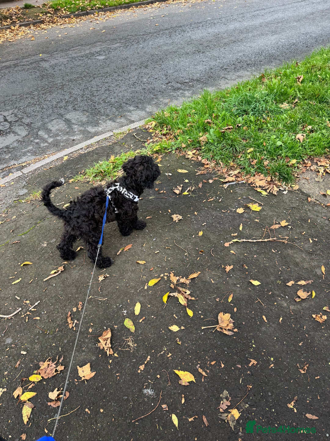 Cockapoo dogs for sale: Male F1B cockapoo - Advert 8