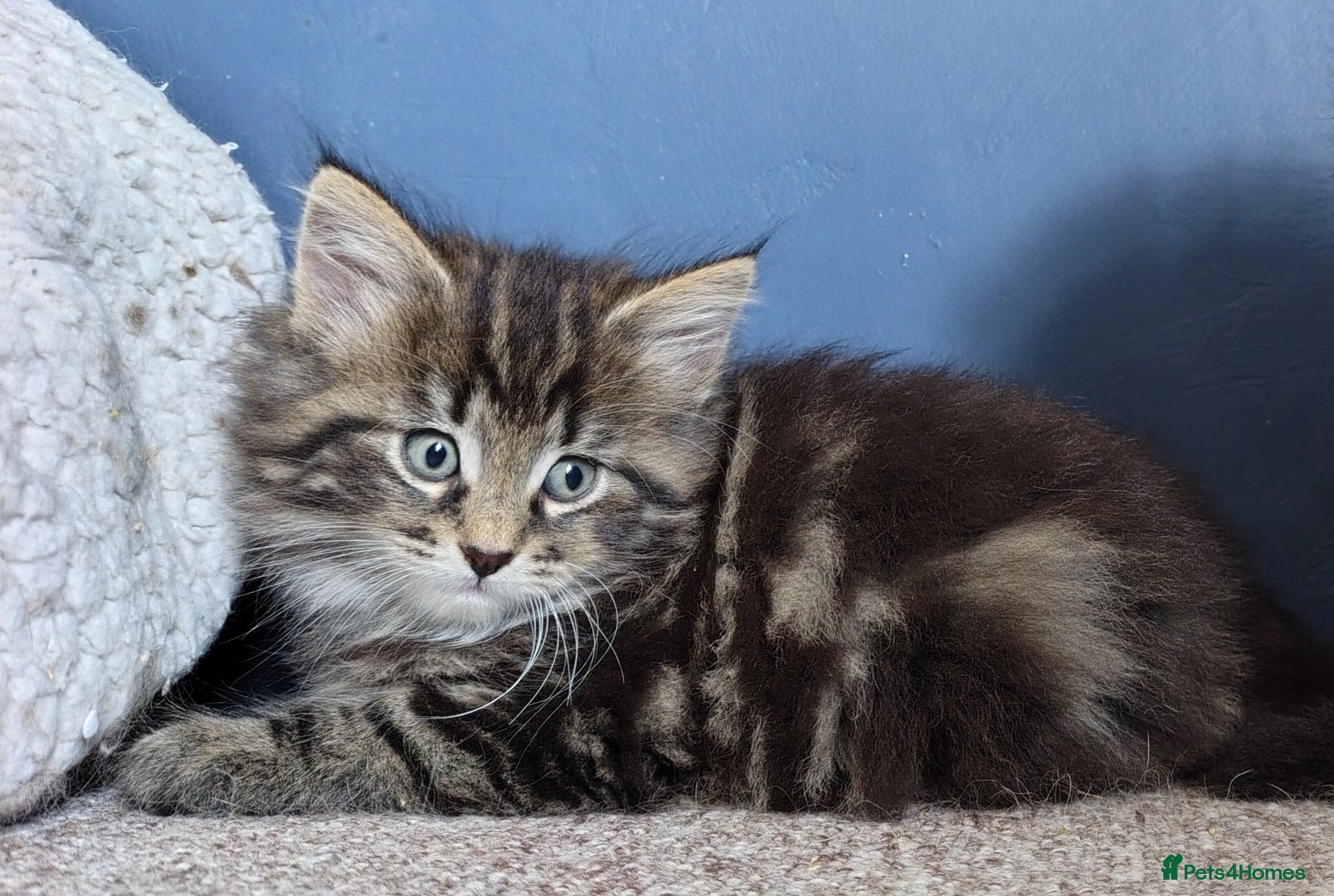 Norwegian Forest Cat cats Beautiful Pedigree Norwegian Forest kittens - Advert 11