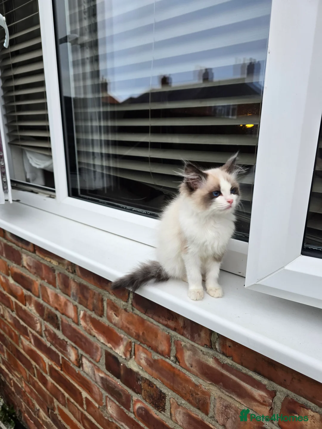 Ragdoll cats for sale: Ragdoll kitten - Advert 1