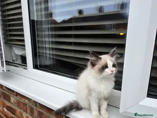 Ragdoll cats Ragdoll kitten - Advert 1