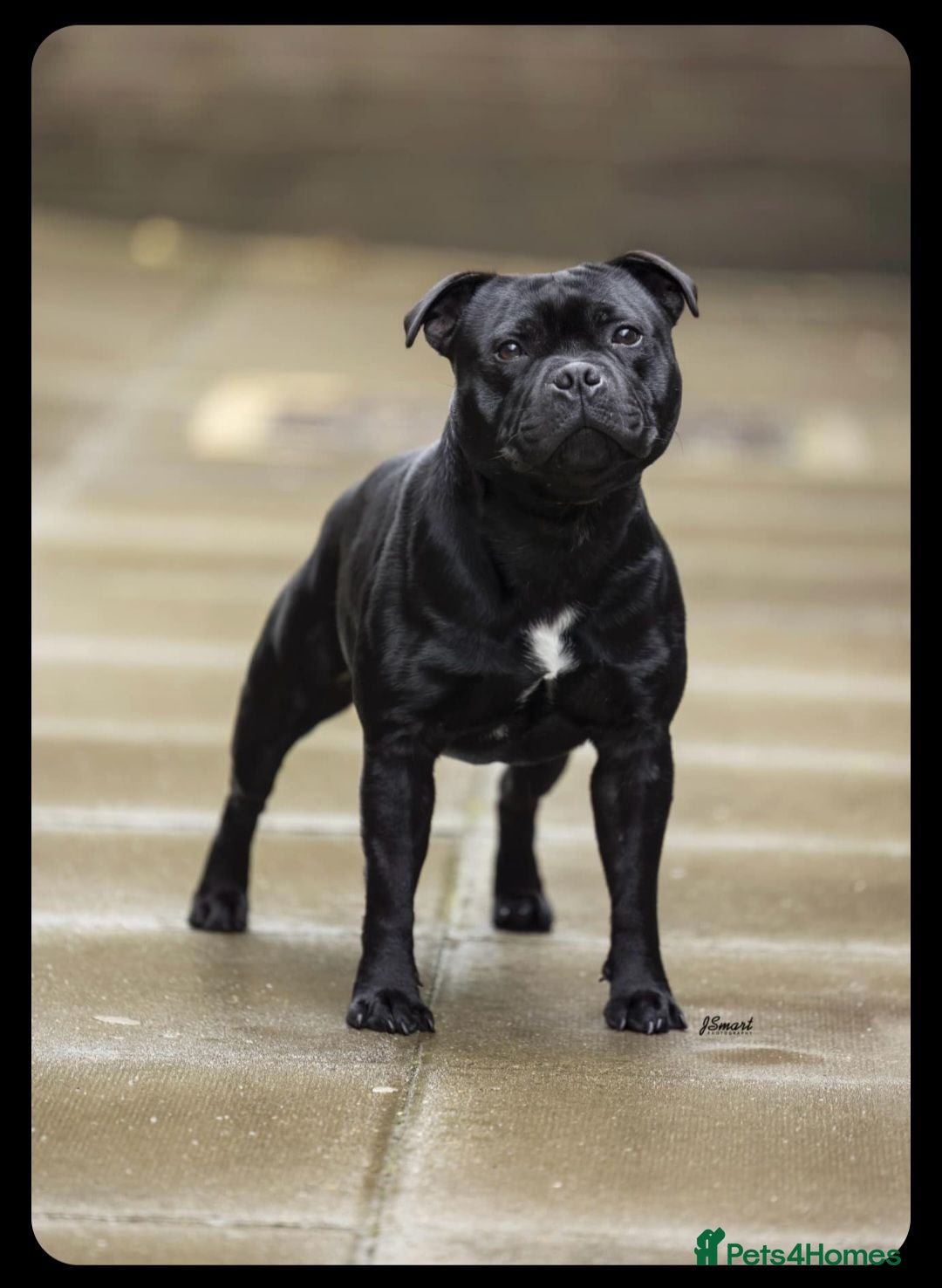 Staffordshire Bull Terrier dogs Valglo Sired, KC Reg, BVA Eyes, HC, L2HGA Clear. - Advert 5