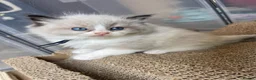 Ragdoll cats for sale: 💙Pedigree Ragdoll Male💙 - Advert 6