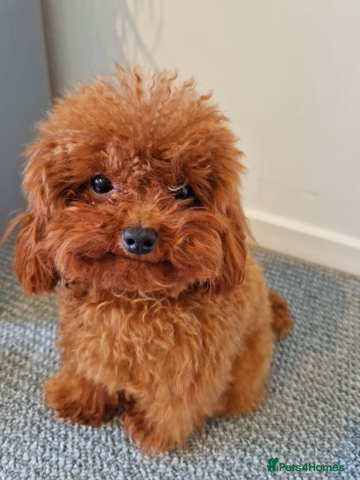 micro toy poodle