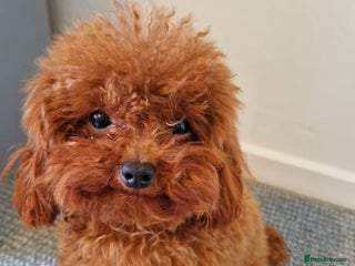 Toy Poodle dogs in Stevenage - Advert 26
