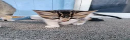 Mixed Breed cats for sale: Stunning Torbie girl ready to leave now  - Advert 18